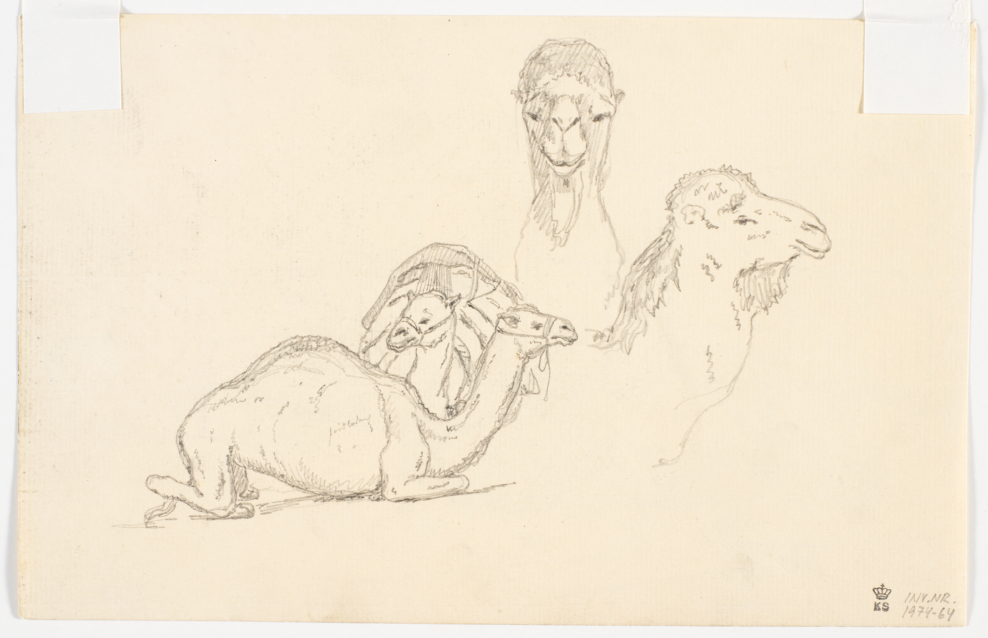 Studier af dromedarer